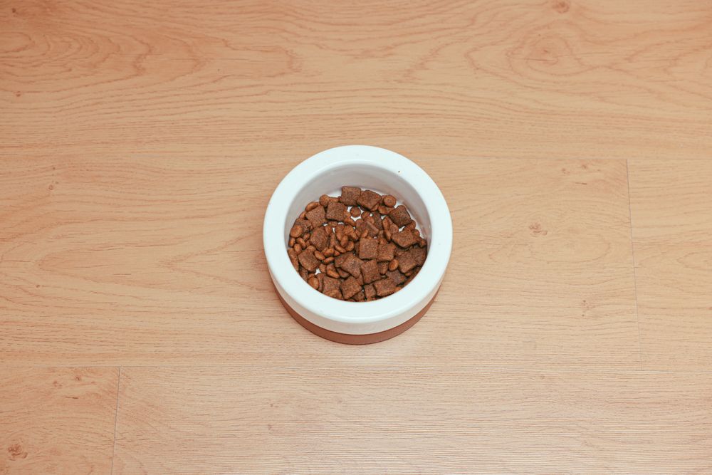 Understanding Pet Nutrition