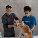 The Importance of Regular Vet Checkups