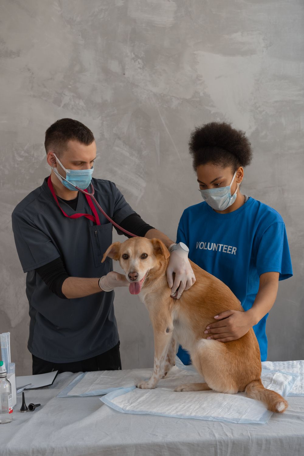 The Importance of Regular Vet Checkups